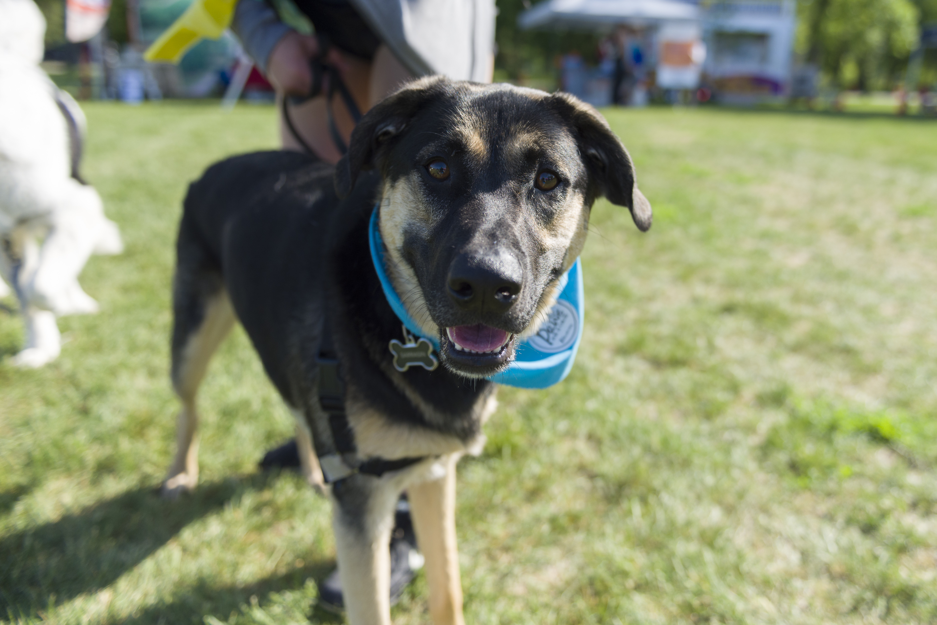 PawsforaCause2018-009.jpg